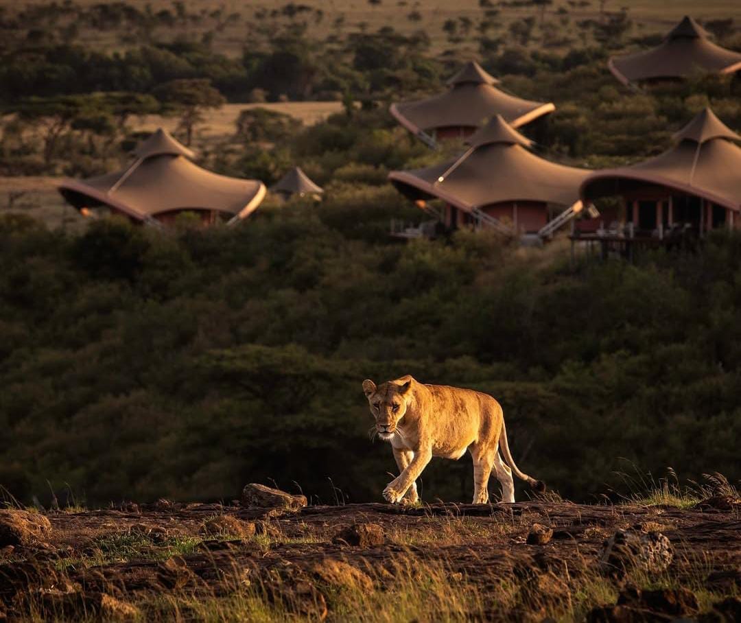 lioness